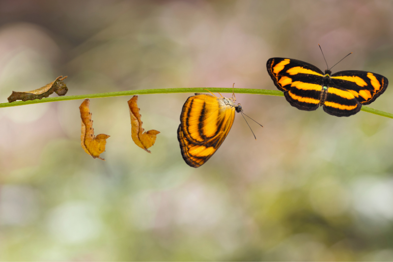 Caterpillar transforming into a beautiful butterfly.